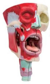 鼻、口、咽喉腔分解模型